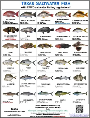 Texas Saltwater Fish Identification Card Set - Three Waterproof Cards Showing 60 Common Fish and 17 Sharks in True-to-Life Photographs with Current 2024-2025 TPWD Rules.